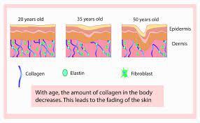 A diagram showing the different stages of Collagen Peptide Powder (Grass-Fed) aging.